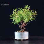 Rosa Spp. - immagine 4