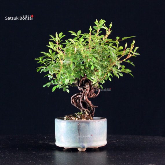 Rosa Spp. - immagine 4