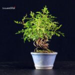 Rosa Spp. - immagine 2