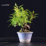 Rosa Spp. - immagine 3