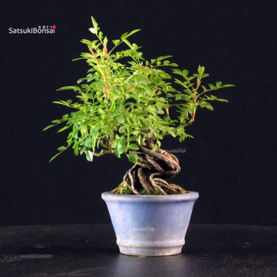 Rosa Spp. - immagine 3