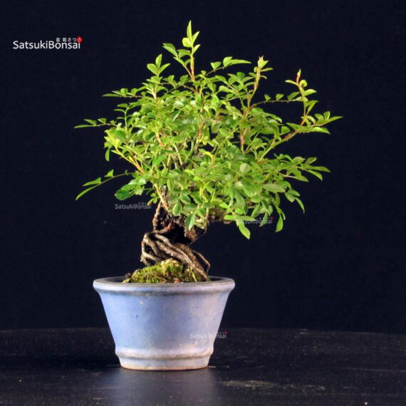 Rosa Spp. - immagine 4