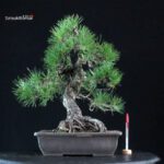 Pinus Thunbergii Kuromatsu