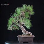 Pinus Thunbergii Kuromatsu - immagine 4