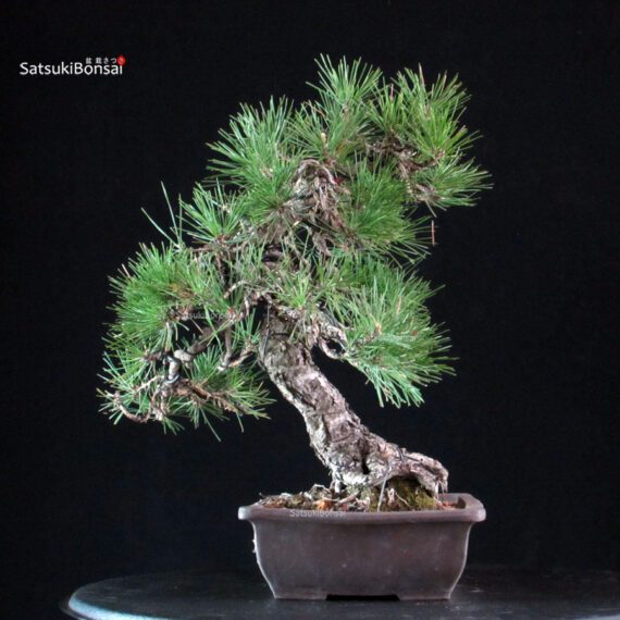 Pinus Thunbergii Kuromatsu - immagine 4