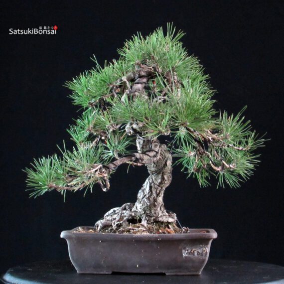 Pinus Thunbergii Kuromatsu - immagine 3