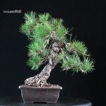 Pinus Thunbergii Kuromatsu - immagine 2