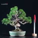 Juniperus Chinensis Itoigawa