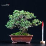 Pinus Pentaphylla Goyomatsu