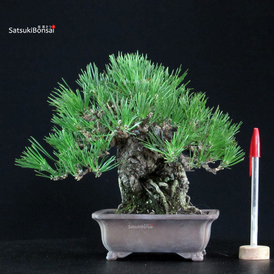 6338_1-Pinus thunbergii kuromatsu Pinus Thunbergii Kuromatsu - immagine 1