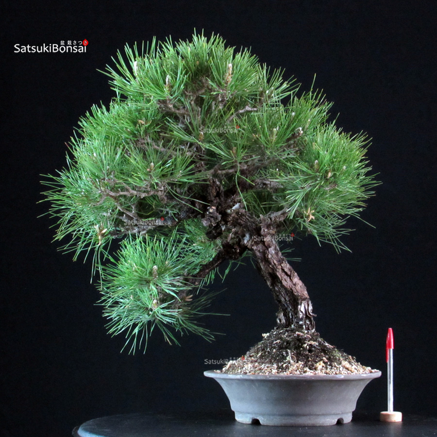 6340_1-Pinus Thunbergii kuromatsu Pinus Thunbergii Kuromatsu - immagine 1