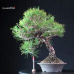 Pinus Thunbergii Kuromatsu- pino nero