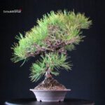 Pinus Thunbergii Kuromatsu- pino nero - immagine 2