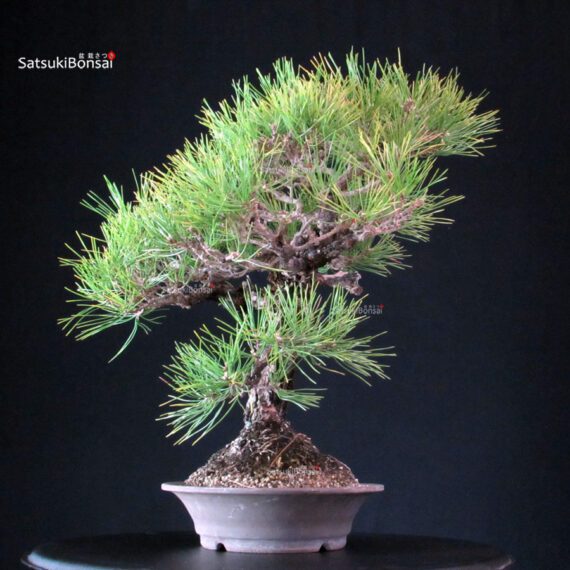 Pinus Thunbergii Kuromatsu- pino nero - immagine 2