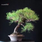 Pinus Thunbergii Kuromatsu- pino nero - immagine 3