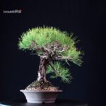 Pinus Thunbergii Kuromatsu- pino nero - immagine 4