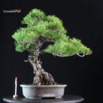 Pinus Thunbergii Kuromatsu