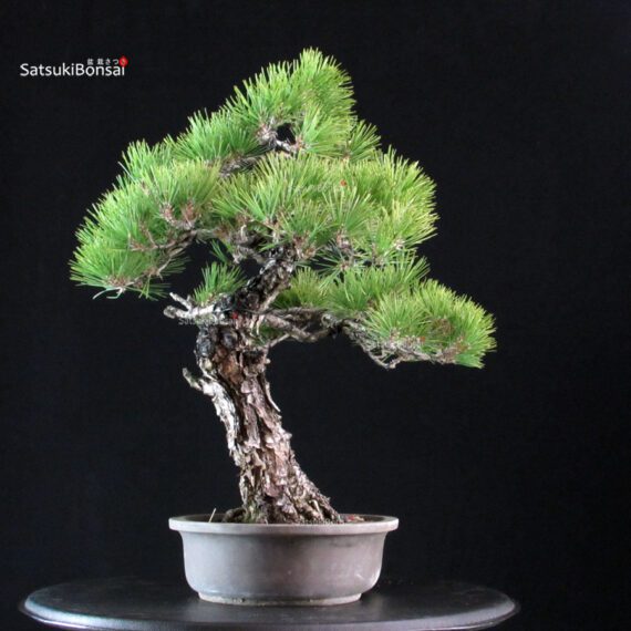 Pinus Thunbergii Kuromatsu - immagine 4