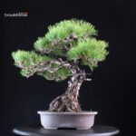 Pinus Thunbergii Kuromatsu - immagine 3