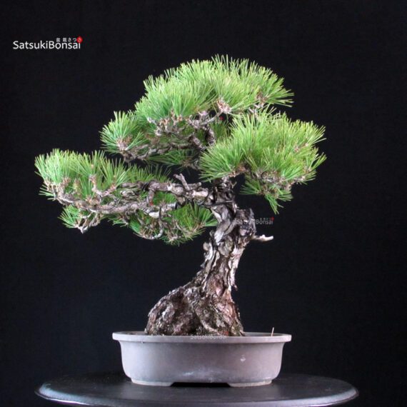 Pinus Thunbergii Kuromatsu - immagine 3
