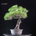 Pinus Thunbergii Kuromatsu - immagine 2