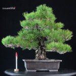 Pinus Thunbergii Kuromatsu