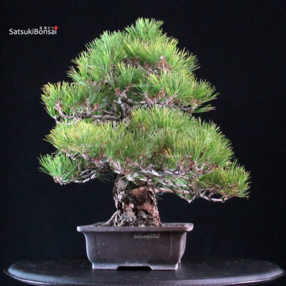 Pinus Thunbergii Kuromatsu - immagine 4