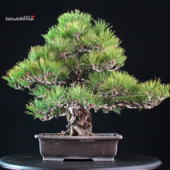 Pinus Thunbergii Kuromatsu - immagine 3