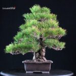 Pinus Thunbergii Kuromatsu - immagine 2