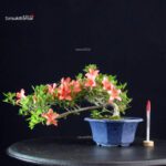 Azalea Satsuki Spp.