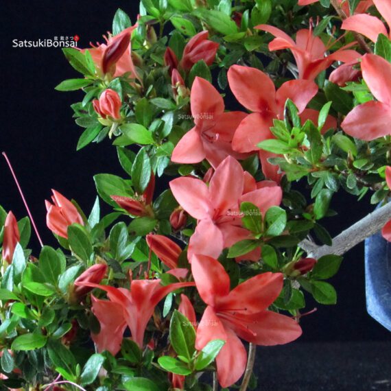 Azalea Satsuki Spp. - immagine 2