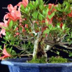 Azalea Satsuki Spp. - immagine 3