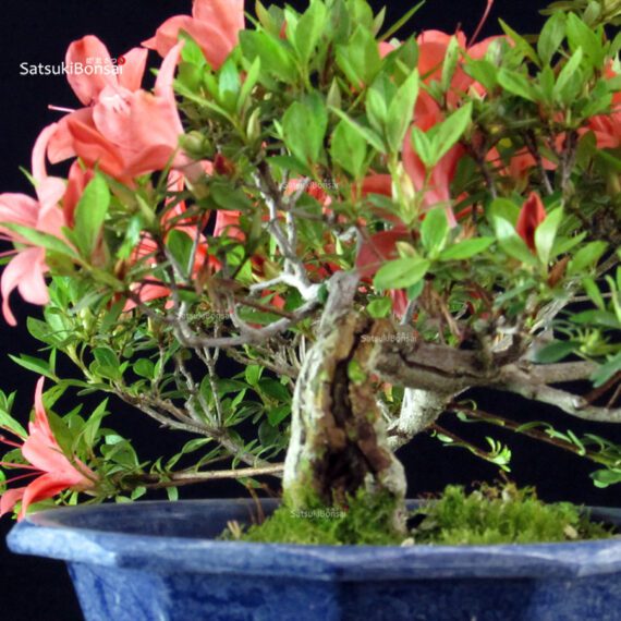 Azalea Satsuki Spp. - immagine 3