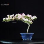 Azalea Satsuki Spp.