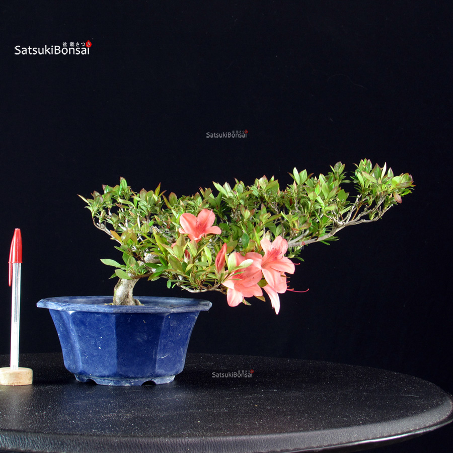 6415_1-Satsuki Azalea Satsuki Spp. - immagine 1