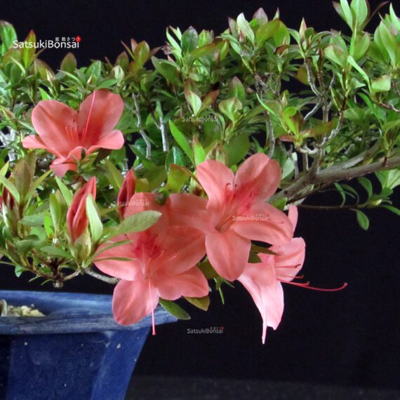 Azalea Satsuki Spp. - immagine 2