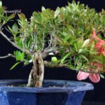 Azalea Satsuki Spp. - immagine 3
