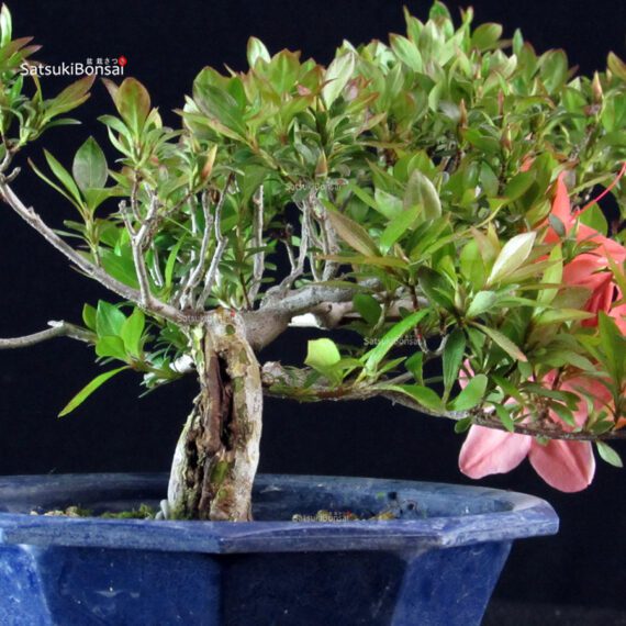 Azalea Satsuki Spp. - immagine 3