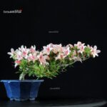Azalea Satsuki SHUHO NO HIKARI