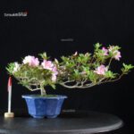 Azalea Satsuki Spp.