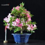 Azalea Satsuki SAKURA