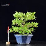 Azalea Satsuki Spp.