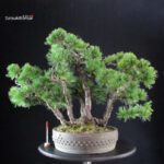 Pinus Pentaphylla - Goyomatsu