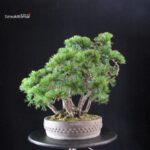 Pinus Pentaphylla - Goyomatsu - immagine 2