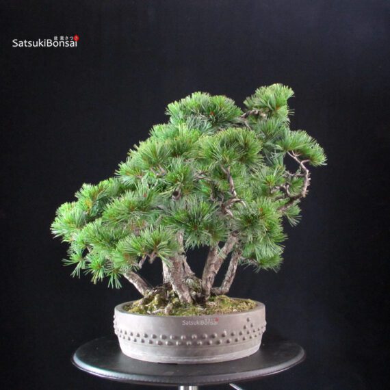 Pinus Pentaphylla - Goyomatsu - immagine 2