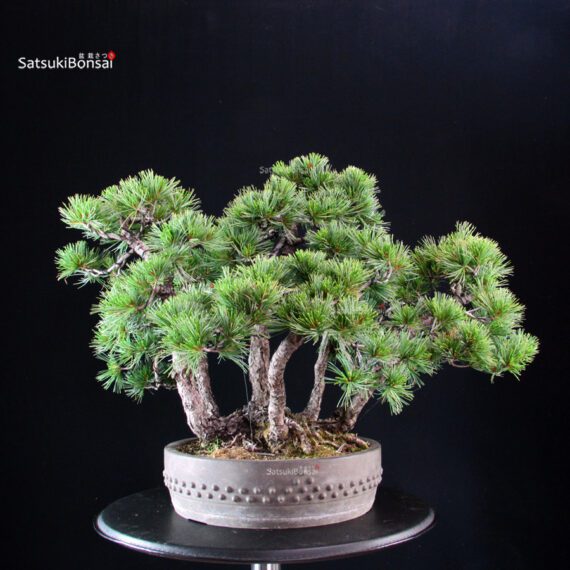 Pinus Pentaphylla - Goyomatsu - immagine 3