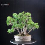 Pinus Pentaphylla - Goyomatsu - immagine 4