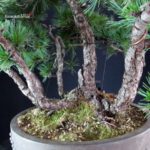 Pinus Pentaphylla - Goyomatsu - immagine 5