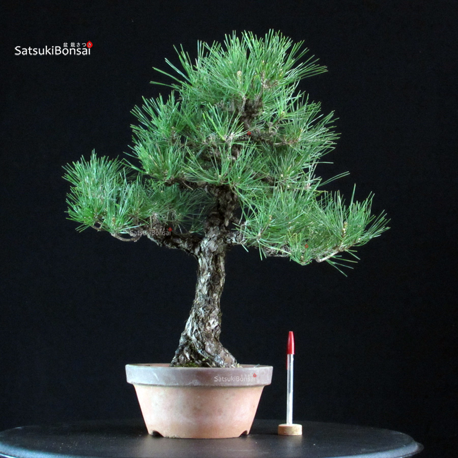 6442_1-Pinus Thunbergii kuromatsu Pinus Thunbergii Kuromatsu - immagine 1