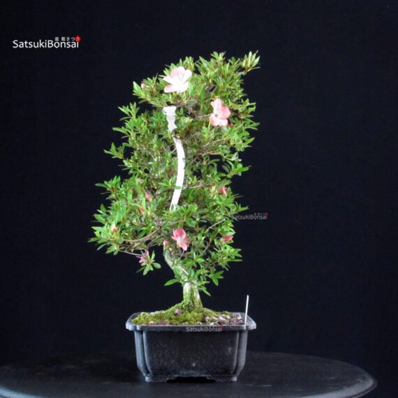 Azalea Satsuki Sakura - immagine 3